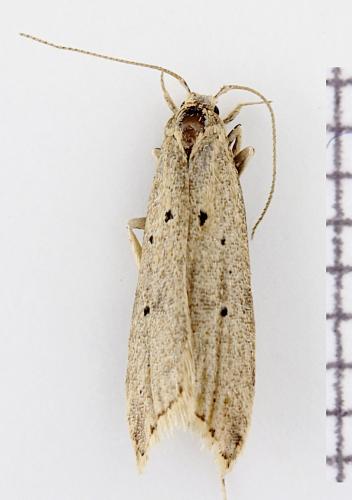 Brachmia inornatella